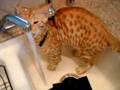 Chester the Bengal Kitten Playing in Faucet Water