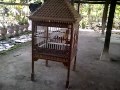 AYAM KETAWA DANGDUT LAPIR PUTRA 5