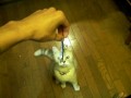 干しイワシ欲しいぬこ