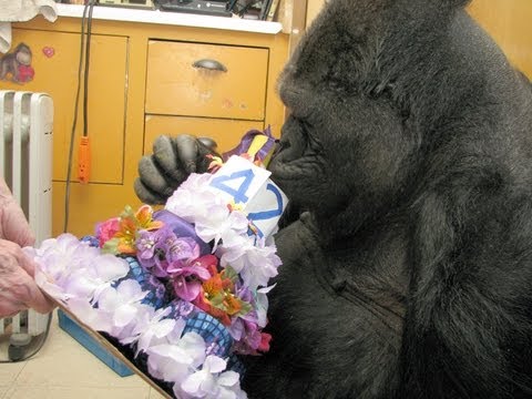 GORILLA