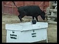 vacas igea 2006