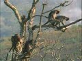 MACACOS TARADOS