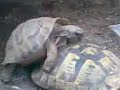 anche-le-tartarughe-fanno-sesso.html
