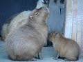 Capybara Baby at ueno zoo Capybara Baby at ueno zoo