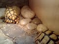 Libyan T. Kleinmanni Tortoises