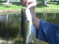 Bass mania