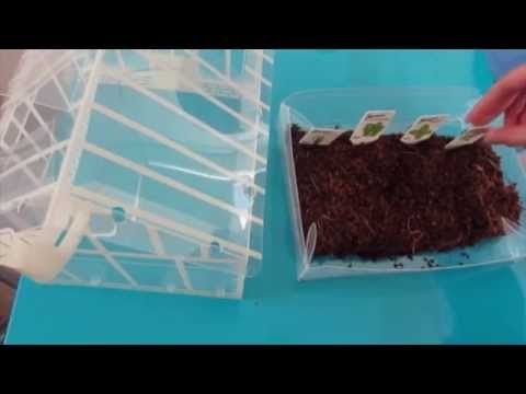 how to harvest cress