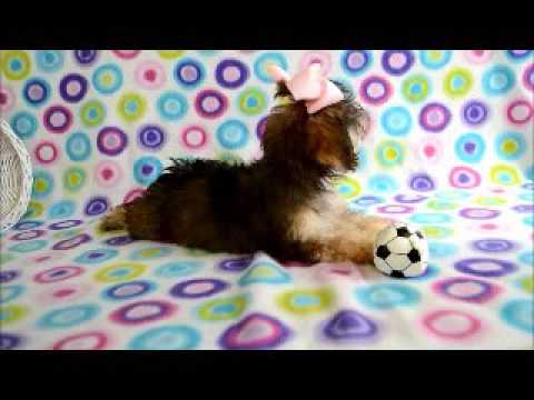 Adorable Little Daisy