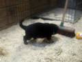 videos de german shepherd pup 4 weeks playing in sawdust