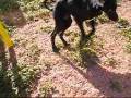 videos de Dogs 