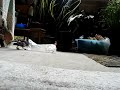 smart birdie