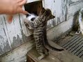Kittens figure out how the cat flap works Kittens figure out how the cat flap works