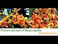 butea-superba-enhances-sensitivity-performance-.html