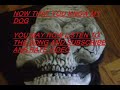 THE MOST BEAUTIFUL DOG IN THE WORLD with the grim reaper THE MOST BEAUTIFUL DOG IN THE WORLD with the grim reaper