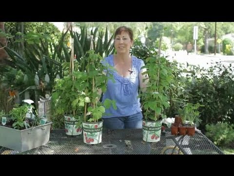 how to dig up and transplant raspberries