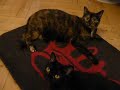 Bombay cat Salem and tortoiseshell cat Lucy Bombay cat Salem and tortoiseshell cat Lucy