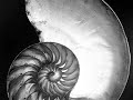 Edward Weston: A Precursor - Andreas Scholl, Delerium