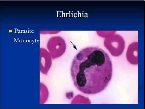 how to treat ehrlichia