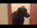Air Horn to dogs