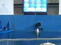海生館小白鯨表演2