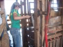curso de insemina��o artificial .wmv