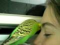 videos de Pippin kisses.