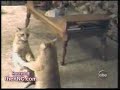 Un chat qui se heurte à un mirroir?
