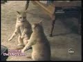 Un chat qui se heurte à un mirroir?