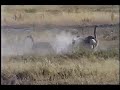 Three female Ostriches dusting themselves Three female Ostriches dusting themselves
