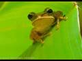 El Coqui