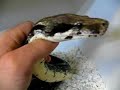 ajfreptiles Gun Metal Blue Anery Boa Constrictor Snake ajfreptiles Gun Metal Blue Anery Boa Constrictor Snake