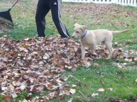 Lab Puppy Playing in Leaves pt 2