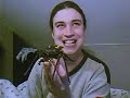 tarantulas tarantulas