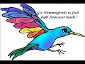 Hummingbird Secrets Revealed
