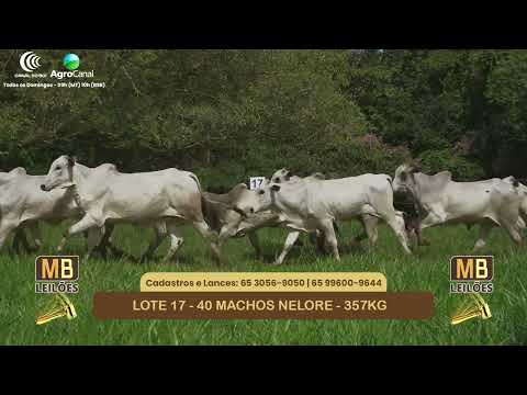 540� LEIL�O VIRTUAL MB LEIL�ES