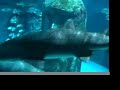 Chill with sharks