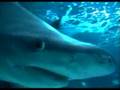 Chill with sharks