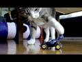 RC-RC-Cat