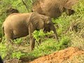 baby elephant eating baby elephant eating