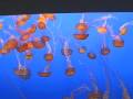 Jellies at the Monterey Bay Aquarium - YouTube
