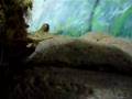 Pigmy Marmoset