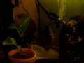 Discus 020 Discus 020