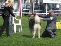 inouk international dog show opole 2008 inouk international dog show opole 2008