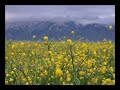 Y�ksekova - May?s 2007 - ?lkbahar - YUKSEKOVAHABER.COM