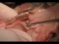 Dental Implant Demonstration Using Pig Jaw