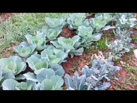 how to harvest broccoli