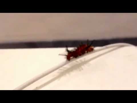 how to eliminate oleander caterpillars