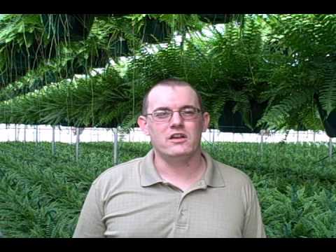 how to fertilize boston ferns