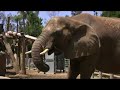 San Diego Zoo - 3 May 2008 (Canon HF10 + DM100 Microphone)
