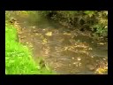 UmweltPIGsel-Naturfilme